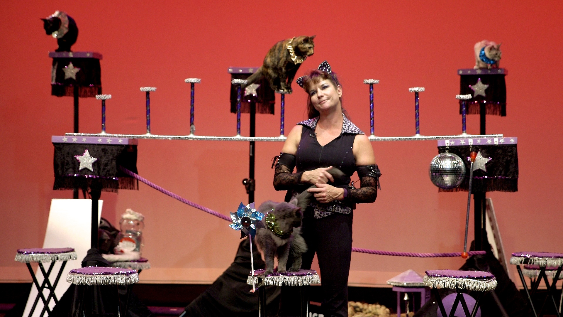 Samantha's Amazing Acro Cats