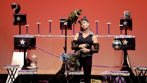 Samantha's Amazing Acro Cats