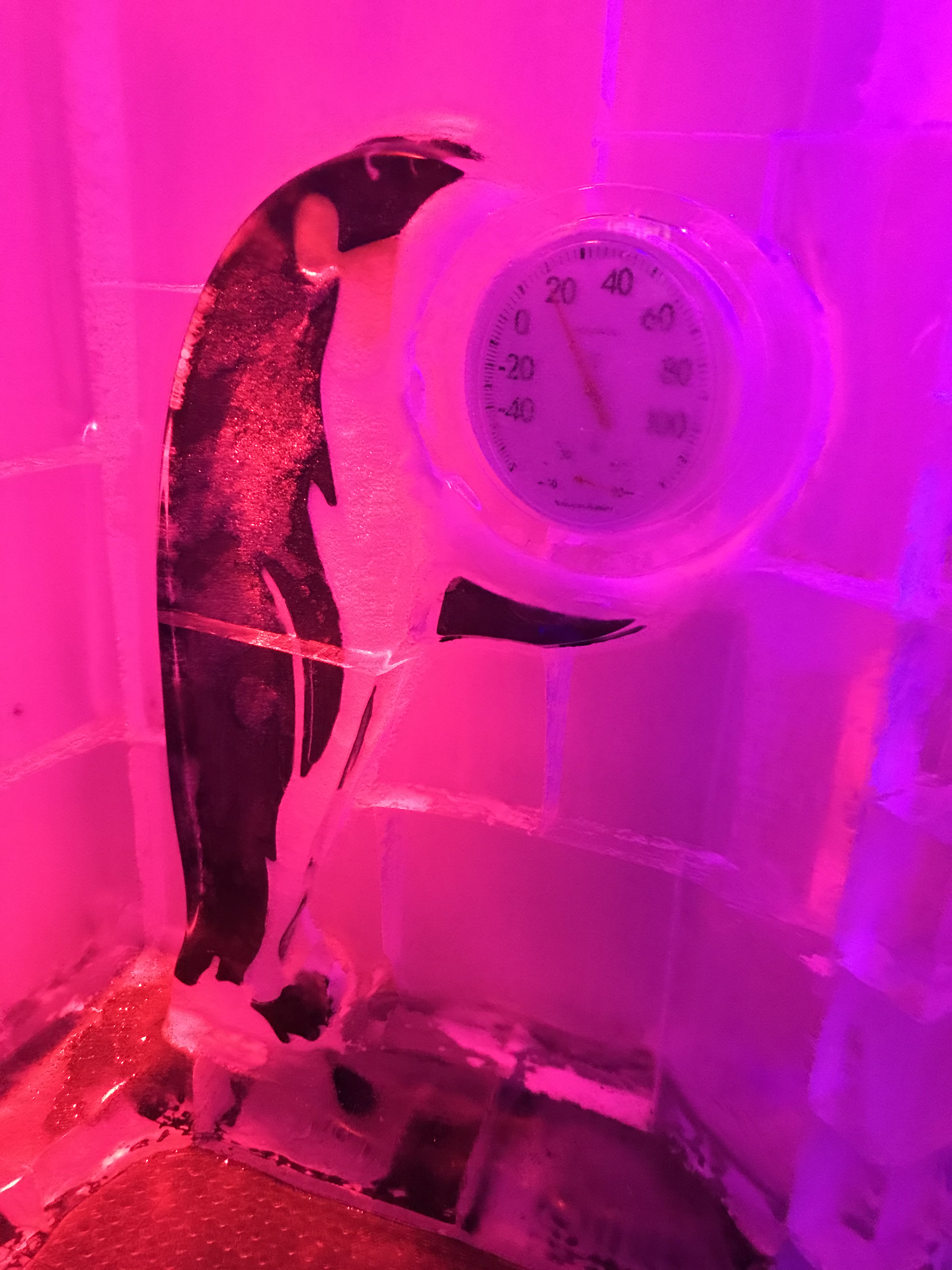 Penguin Holding the ICEBAR Orlando Thermostat