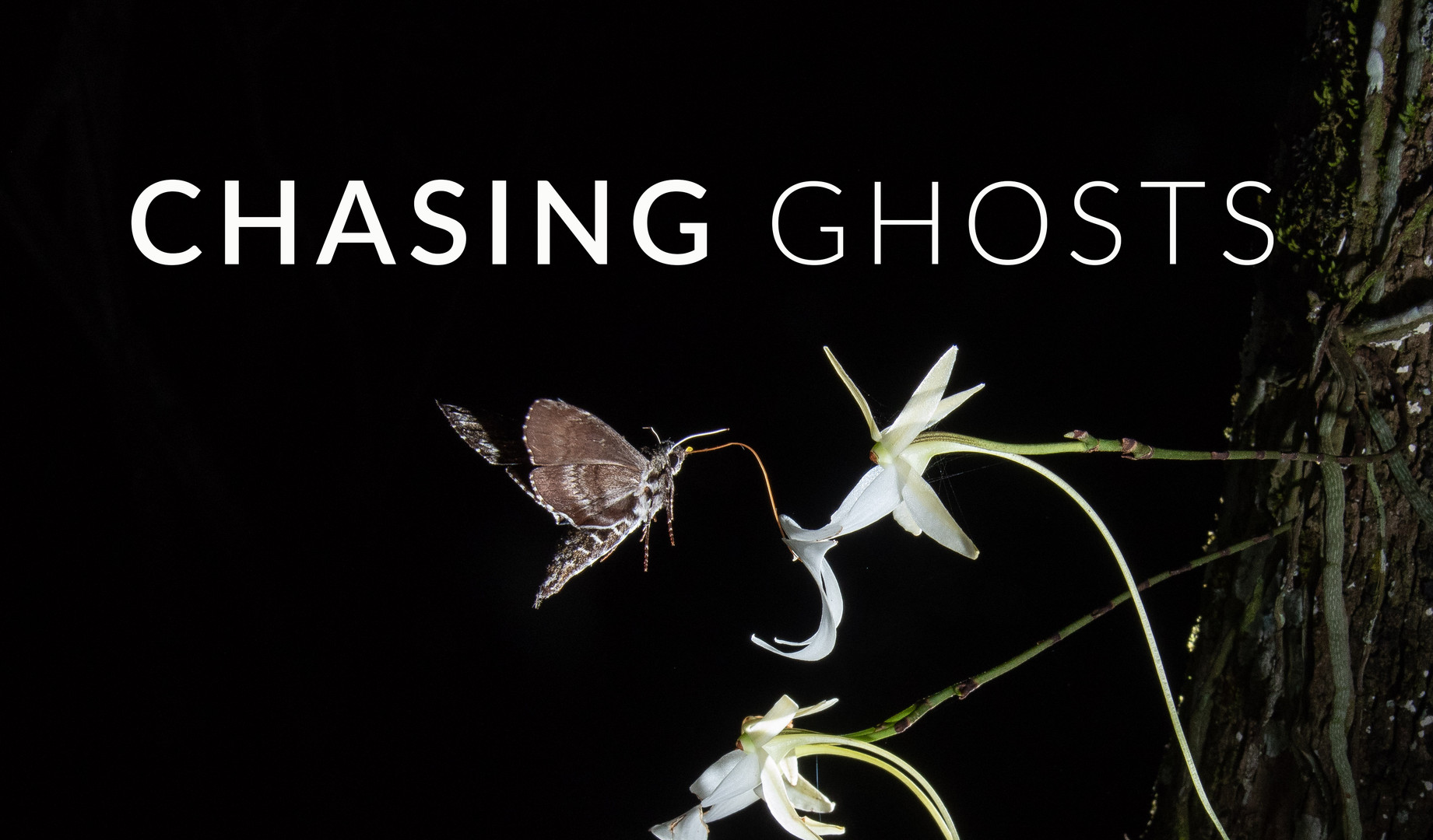 Chasing Ghosts